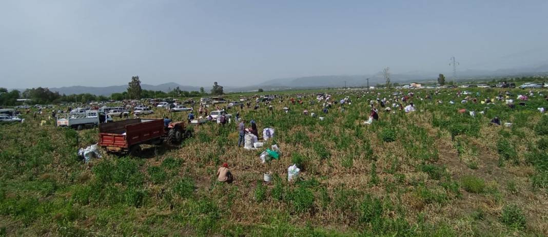 Soğanları satamayınca bedava yaptı üç bin kişi tarlayı talan etti. Ülkenin getirilen hali bu... - Resim: 6